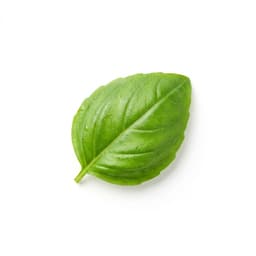 Basil